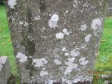 image of grave number 711196